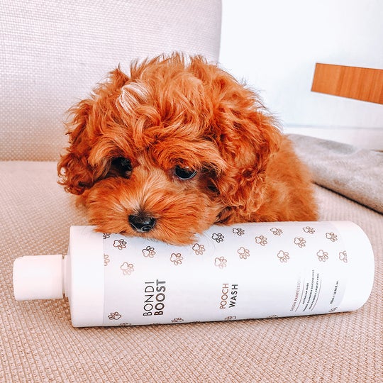 Pooch Wash